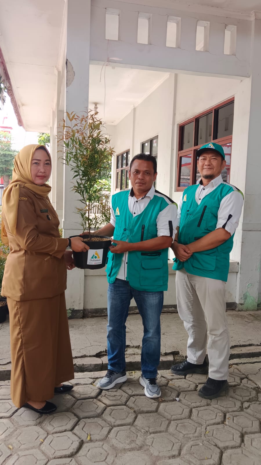bantuan tanaman hias pucuk merah
